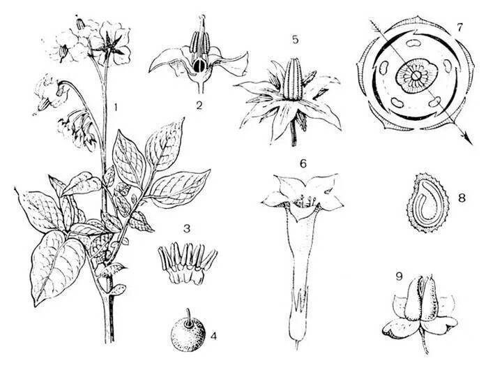 Цветок и плод пасленовых. Семейство Маслиновые формула цветка семейства. Схема цветка семейства пасленовых. Паслен черный диаграмма цветка. Семейство цветка картофеля