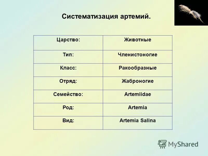 Животные царство тип класс отряд семейство. Членистоногие царство Тип класс отряд вид. Царство Тип класс отряд вид. Тип класс отряд семейство род вид. Вид ОТР,Д класс Тип царство.