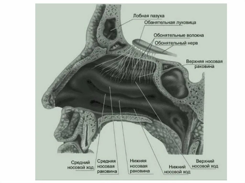 Обонятельная область носа. Околоносовые пазухи анатомия. Околоносовые пазухи носа анатомия. Строение носовой полости и пазух. Носовая полость строение анатомия.
