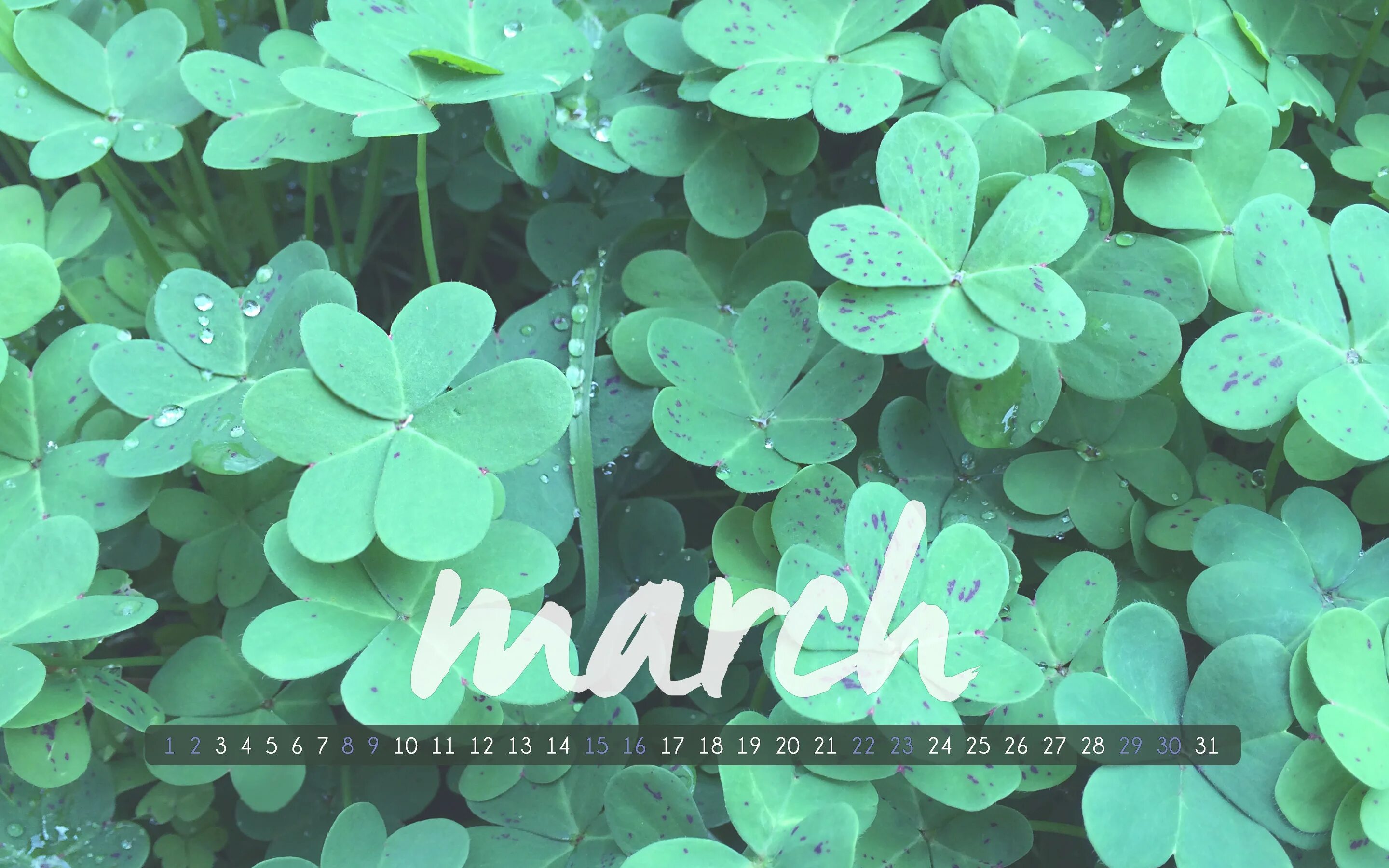 Hello March картинки на рабочий стол. Обои на рабочий стол Клевер четырехлистный. The March.