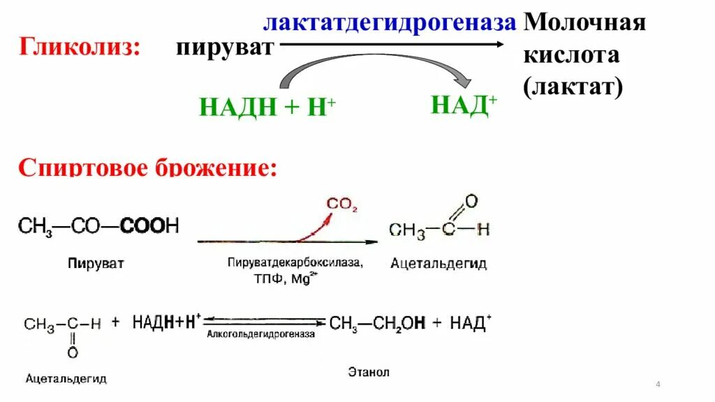 Пируват формула биохимия. Молочная кислота реакции образования. Реакция из пирувата в лактат. ПВК пируват.