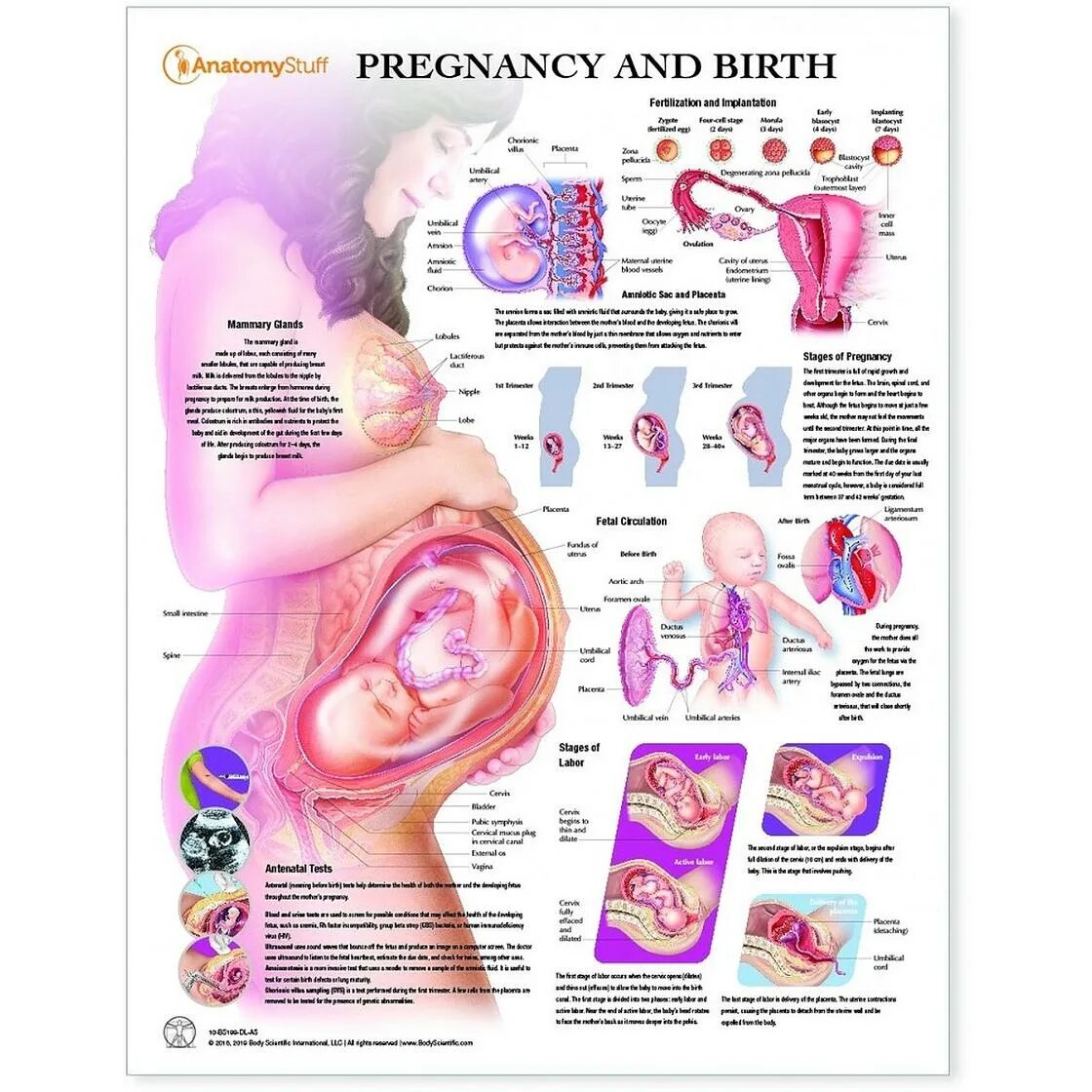 32 недели беременности что происходит с мамой. Положение ребенка в животе на 33 неделе беременности. Плод в животе матери схема. Положение органов на 32 неделе беременности. Эмбрион 34 недели беременности вес плода.