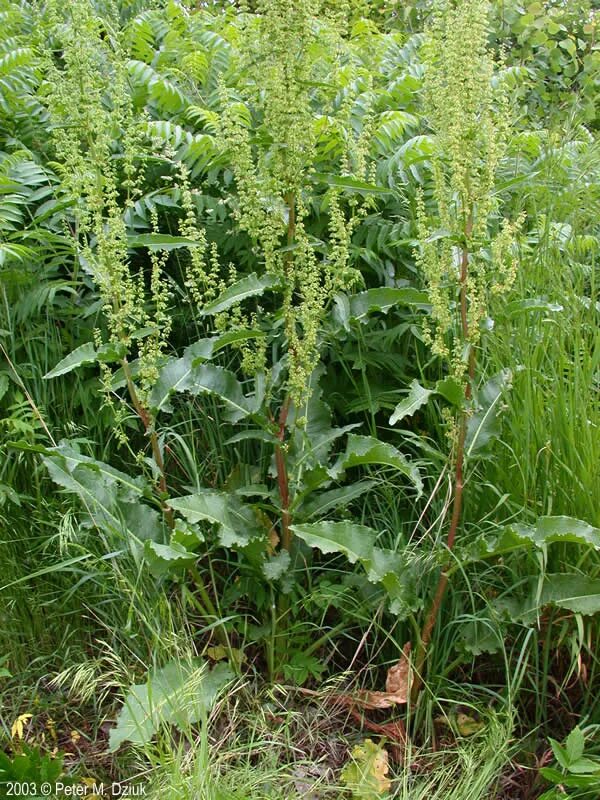 Румекс Криспус. Щавель конский. Rumex triangulivalvis. Rumex obtusifolius. Женский орган в виде щавеля