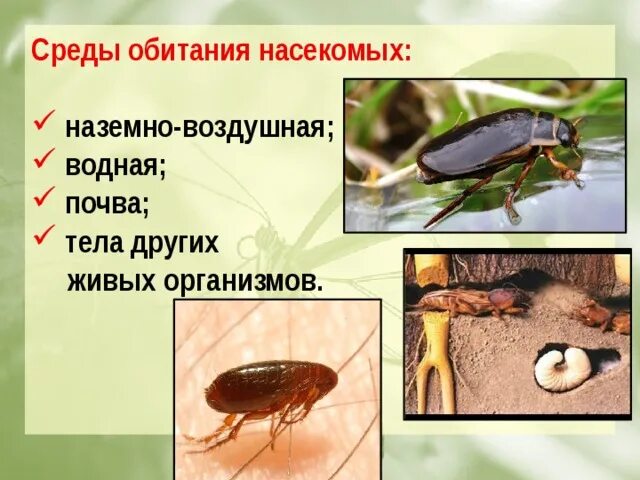 Среда обитания насекомых. Класс насекомые среда обитания. Среда обитания насекомых наземно. Среды жизни насекомых.