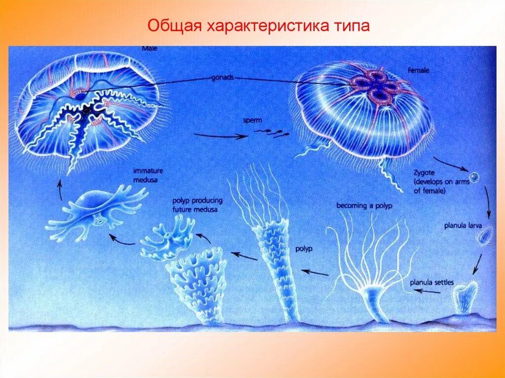 Группы организмов кишечнополостные. Подцарство многоклеточные Тип Кишечнополостные. Тип Кишечнополостные жизненный цикл. Жизненный цикл медузы. Общая характеристика кишечнополостных.