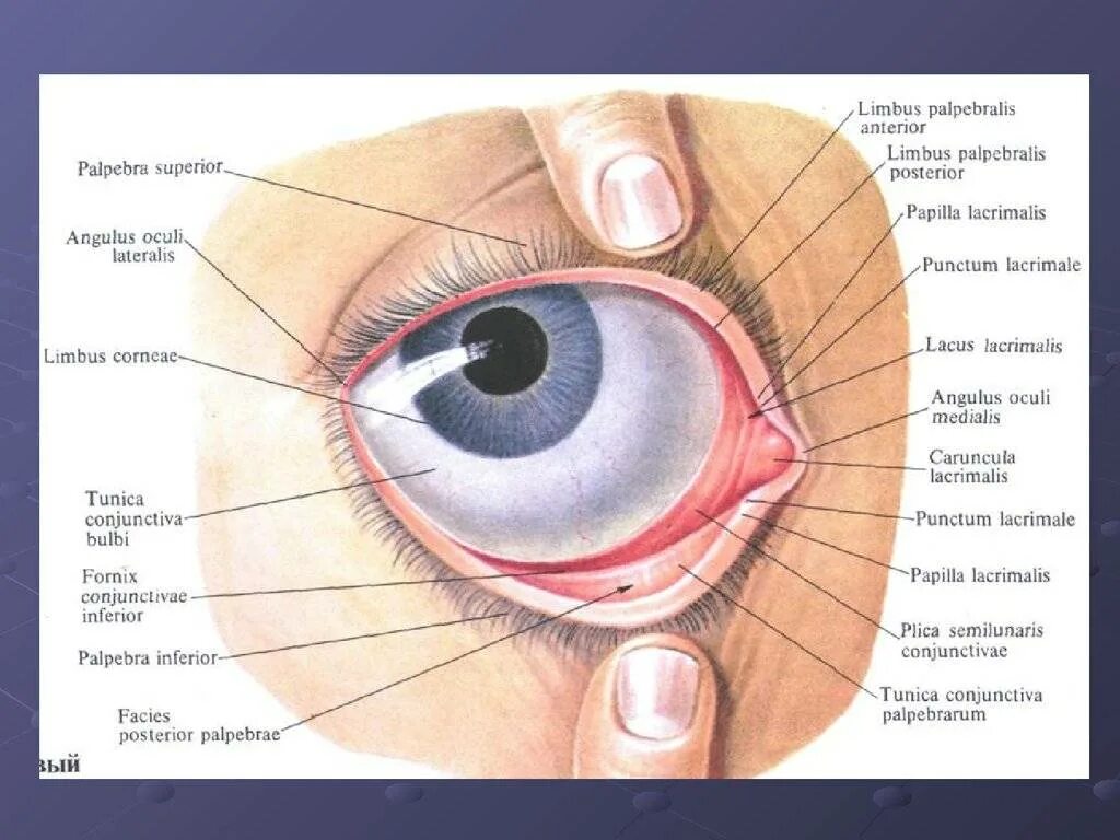 Строение глаза человека конъюнктивальный мешок. Бледный конъюнктивальный мешок. Нижний конъюнктивальный мешок. Конъюнктивит мешок конъюнктивальный. Конъюнктива где