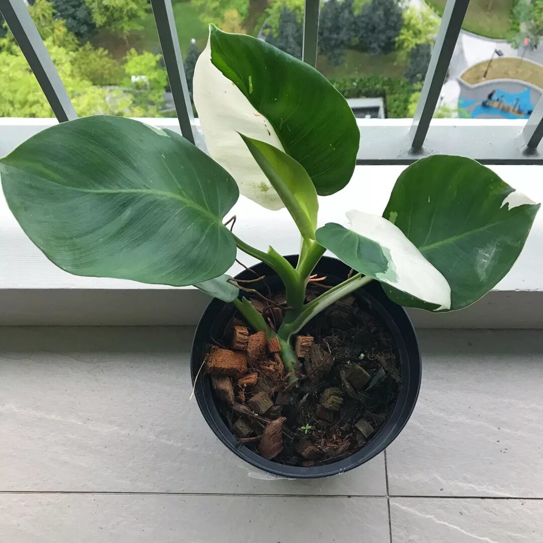 Филодендрон вайт кнайт. Филодендрон вариегатный " white knight. Филодендрон уайт. Филодендрон white wave. Филодендрон белая принцесса.