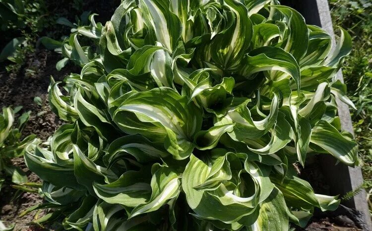 Определение хоста. Хоста курчавая. хоста курчавая (hosta crispula). хоста кучерявая сорт. хоста кудрявая с белой.