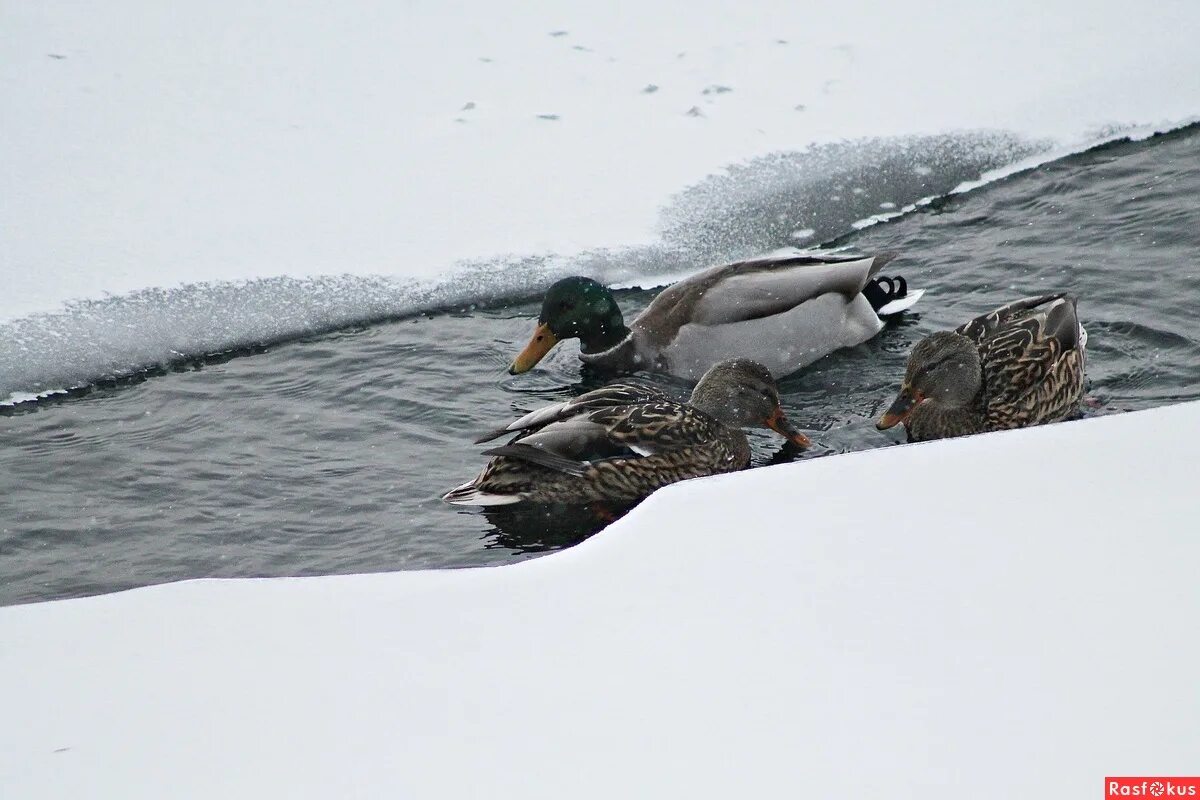 лебеди зимой. утки на льду. утки на снегу. утка замерзла. утки в полынье.