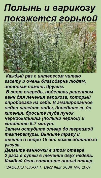Полынь отзывы женщин. Полынь трава. Полынь отзывы женщин. Полынь горькая в аптеке. Полынь горькая красногорсклексредства.