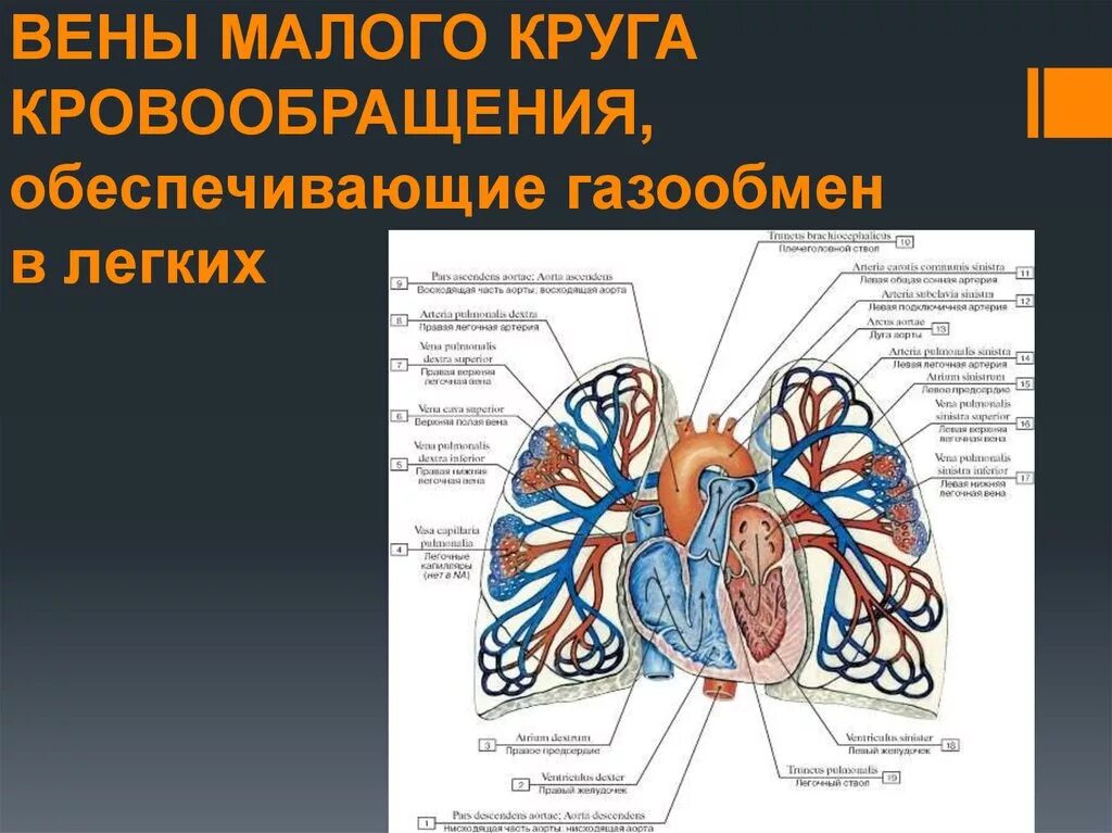 Малый круг кровообращения легочная Вена. Вены малого круга. Вены малого круга кровообращения. Вены в Малом круге кровообращения.