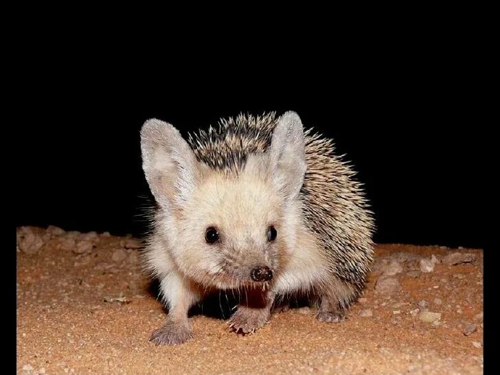 Хищный ежик. Ежик и мышь. Мышка любит ежика. Еж грызун. Ушастый ёж зубы.