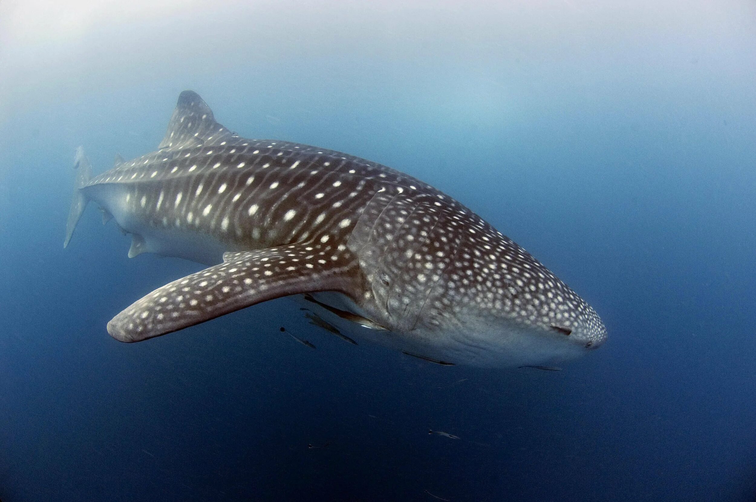 Большая рыба на земле. Белая китовая акула. Китовая акула (Rhincodon typus) – до 20 м. 20 Метровая китовая акула. Самая большая рыба акула.