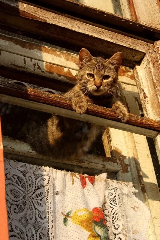 Кошечка хозяюшка. Кот васятка. Хозяйка сказала. Напихать за воротник. Ёшкин кот.