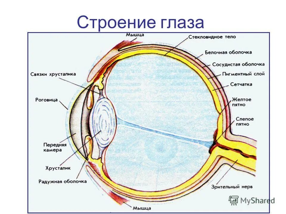 Элементы строение глаза