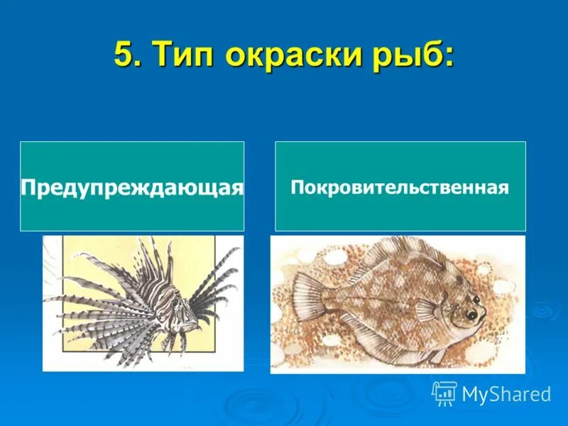 Какая окраска у рыб. Тип окраски рыб. Окраска рыб. Приспособление рыб окрас. Окраска рыб в связи с их образом жизни.