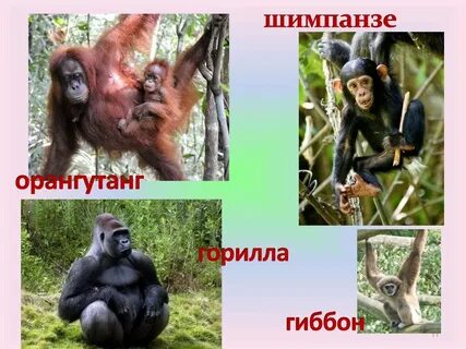Горилла орангутан шимпанзе