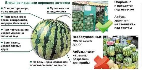 Польза и вред арбуза для человека