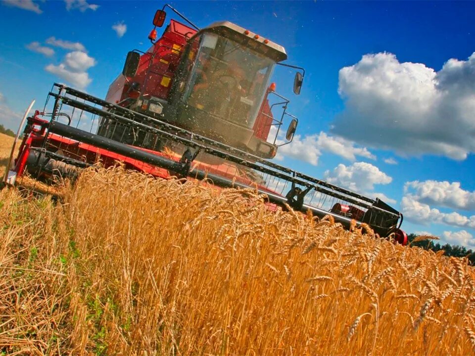 комбайн в поле. сбор пшеницы. кормоуборочная машина bruder claas pu 300 hd 02325. уборочные работы в поле. уборка урожая комбайнами.