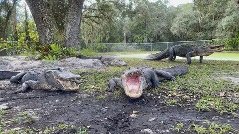 Are there alligators at tyler state park?