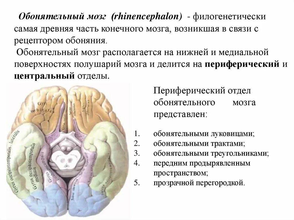 Обонятельные доли мозга. Функции обонятельного отдела головного мозга. Конечный мозг обонятельный мозг. Состав периферического отдела обонятельного мозга. Структуры центрального отдела обонятельного мозга.