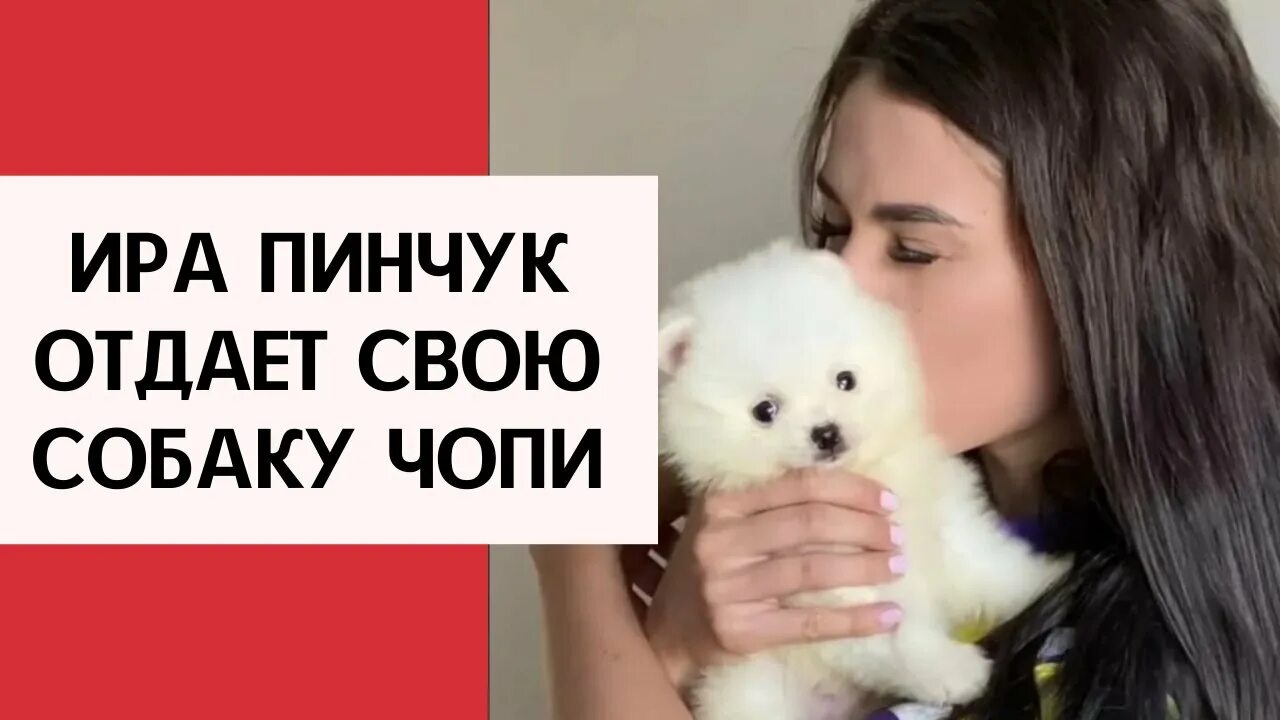 Чихуахуа с челкой. Курс о щенке. Ира собаки. Собака ира. Собаки блоггеров.