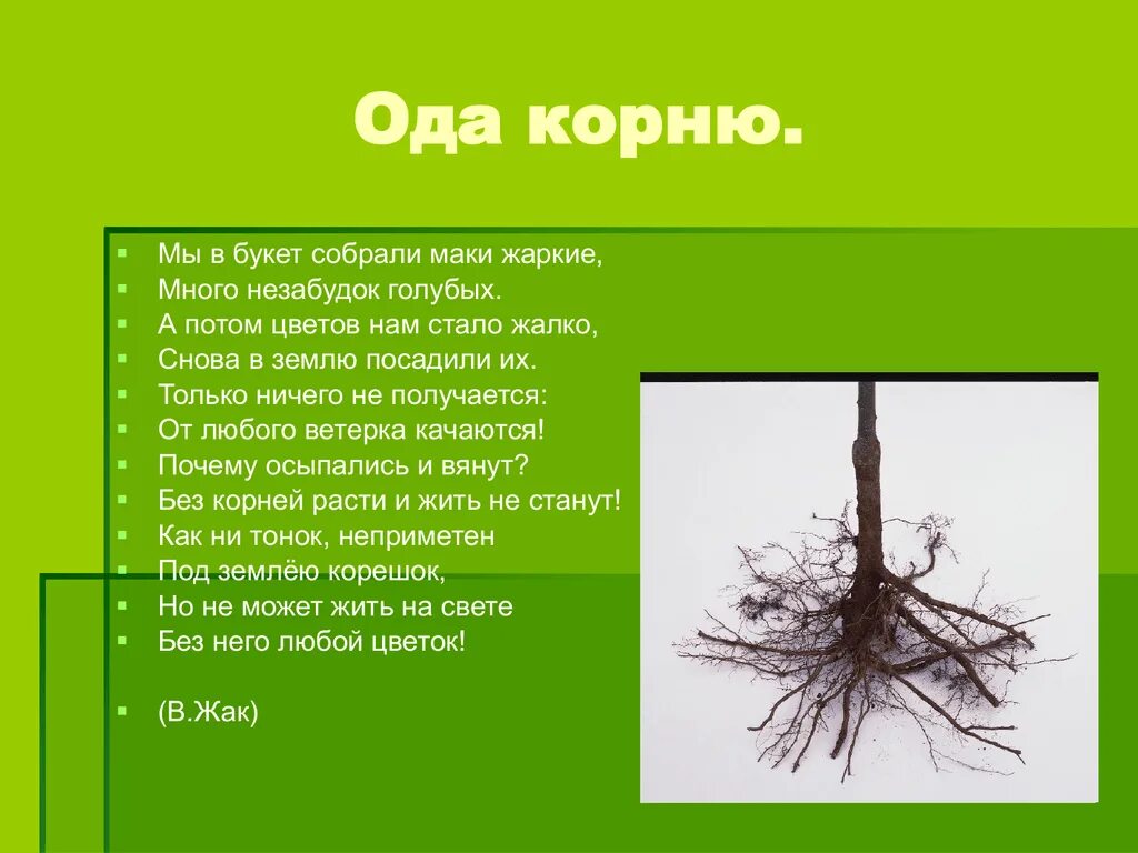 Площадь корень