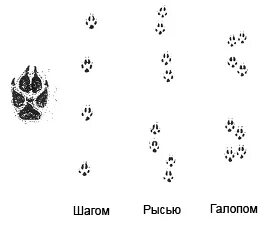 следы зверя писк комара