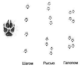 Лисьи следы прилагательное. Следы лисы на снегу. След лисы отличие. След лисы и собаки отличия. Следы лисы во дворе.