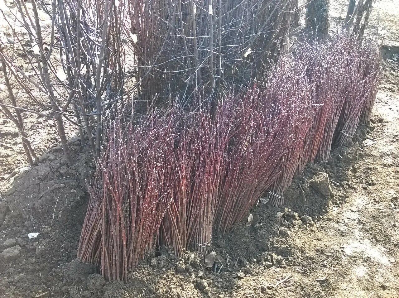 Сорт вишни всл-2. Черешня клоновый подвой. Саженцы черешни на подвое всл-2. Антипка подвой что это. Вишня подвой.