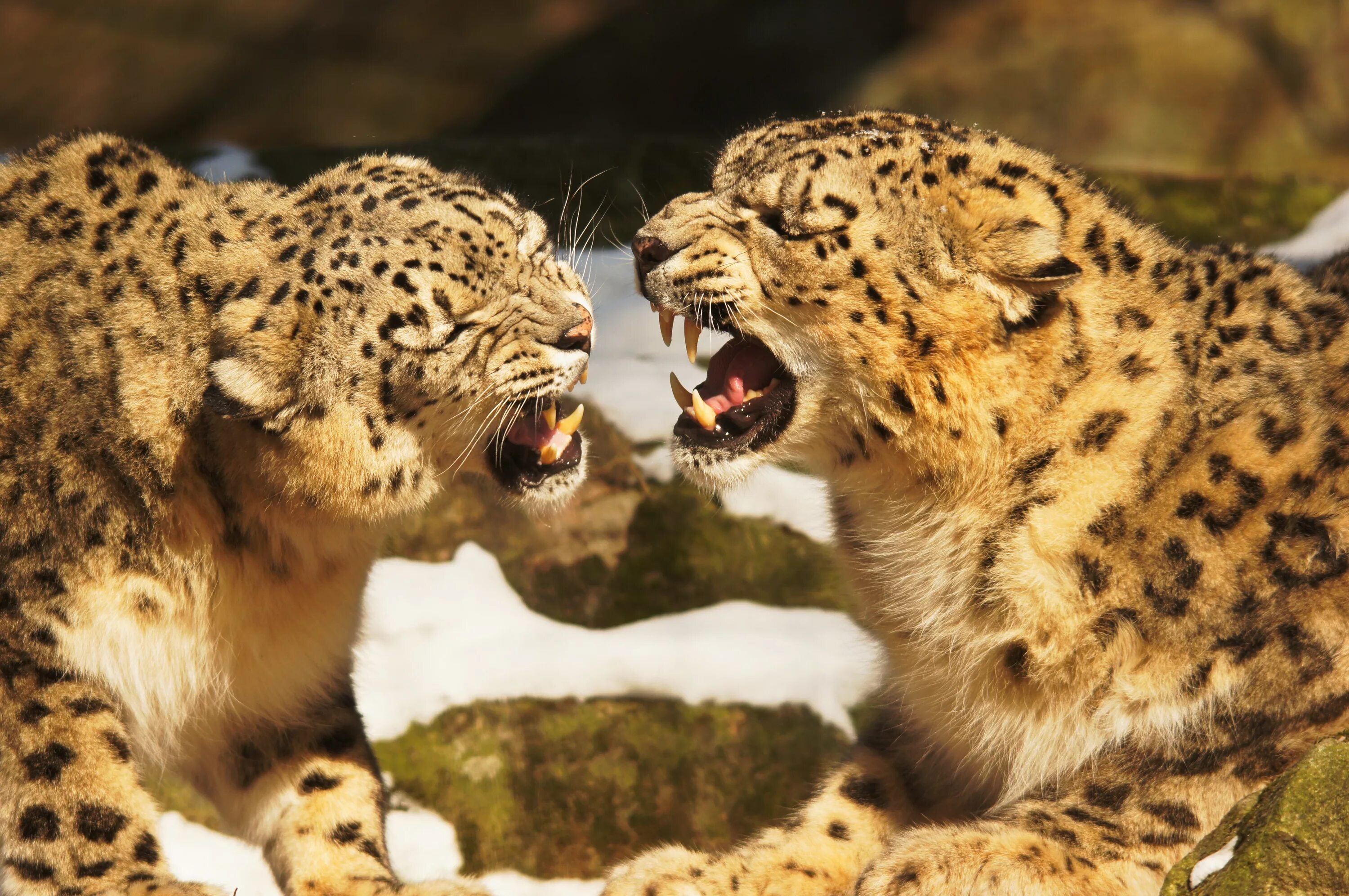 Барс и леопард. Снежный Барс и леопард. Леопард снежный Барс Ягуар. Ирбис тигр Лев леопард.
