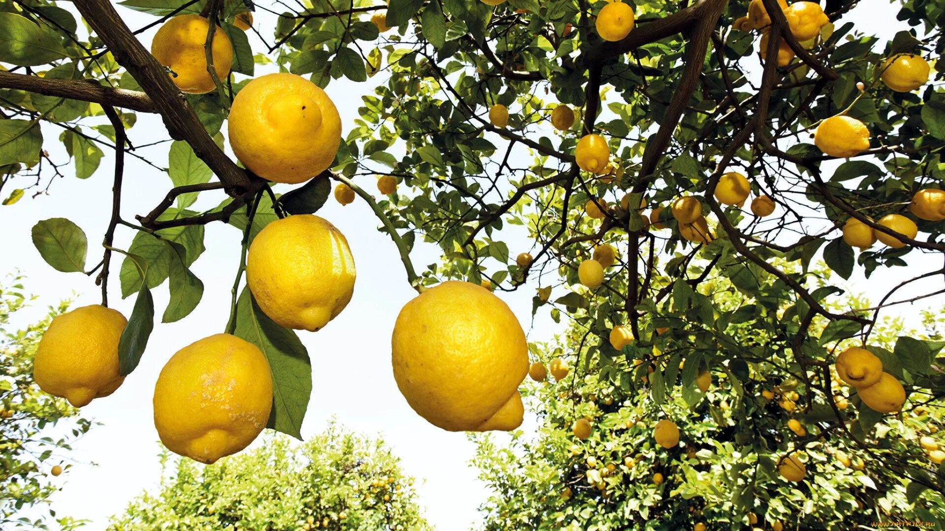 Лимон растет в россии. Цитрон дерево. Лимонные деревья Сицилия. Цитрус (Citrus) – лимон дерево. Ленкоранские лимоны.