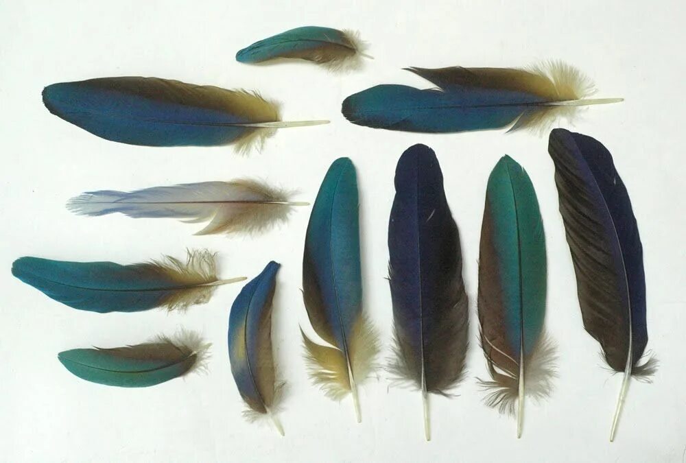 Feathering his own. Перья птиц. Красивое перо. Цветные перья. Перья разных птиц.