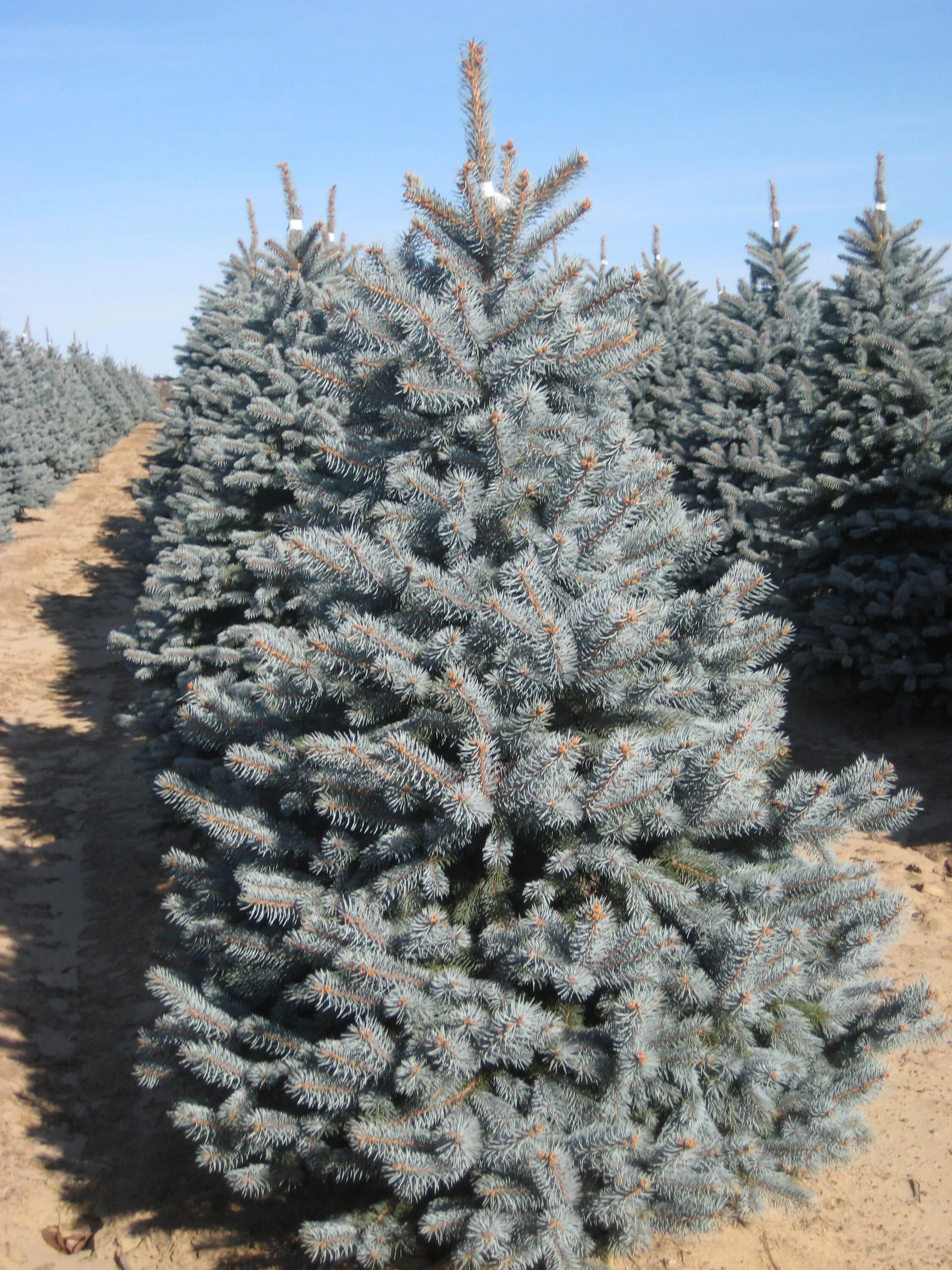 Ель колючая picea pungens. Ель колючая (Picea pungens super Blue). Ель колючая супер Блю Сидлинг (Picea pungens super Blue seedling). Ель Глаука с3. Ель колючая Глаука СБС.