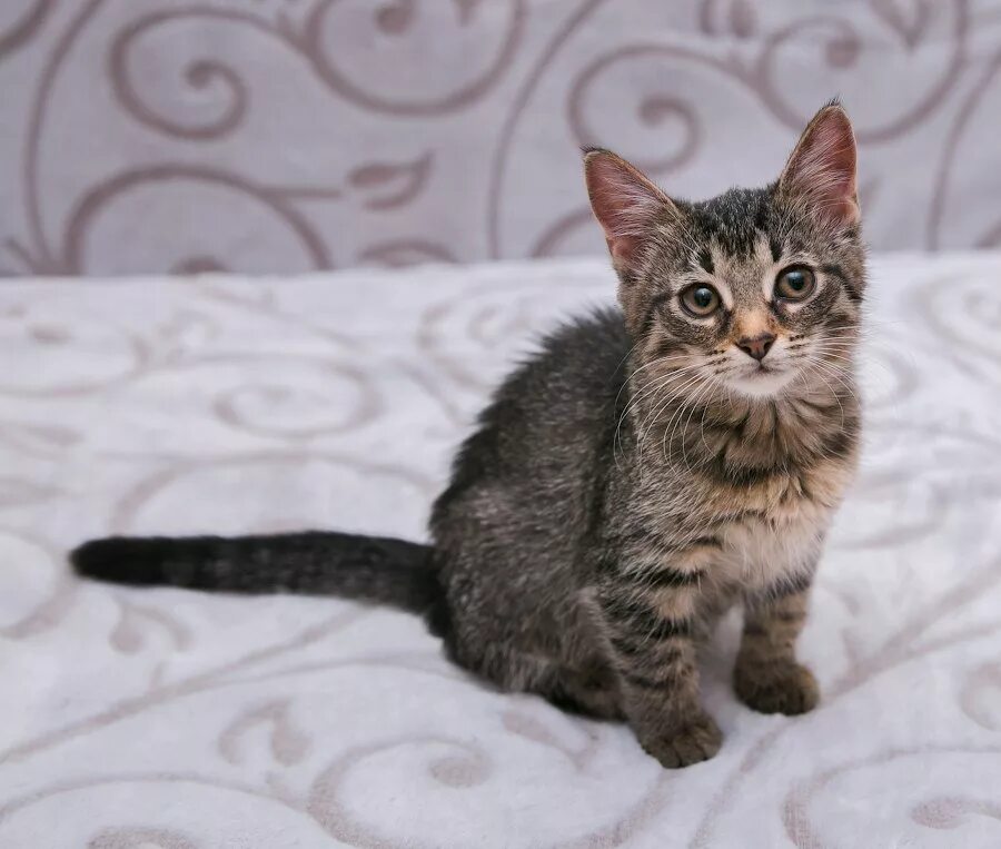 чаузи и мейн кун. порода серая полосатая кошка с кисточками. кошка с кисточками на ушах. уши мейн куна. мейн кун короткошерстный.