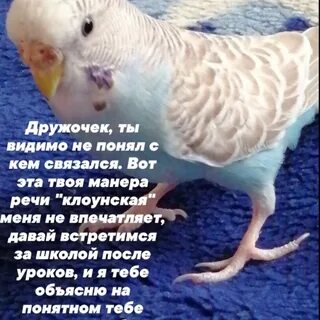 Дружочек