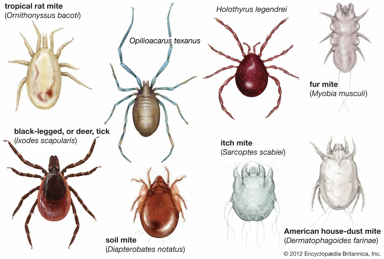 Tick Identification - What Do Ticks Look Like Tick bites on dogs, Types of ticks