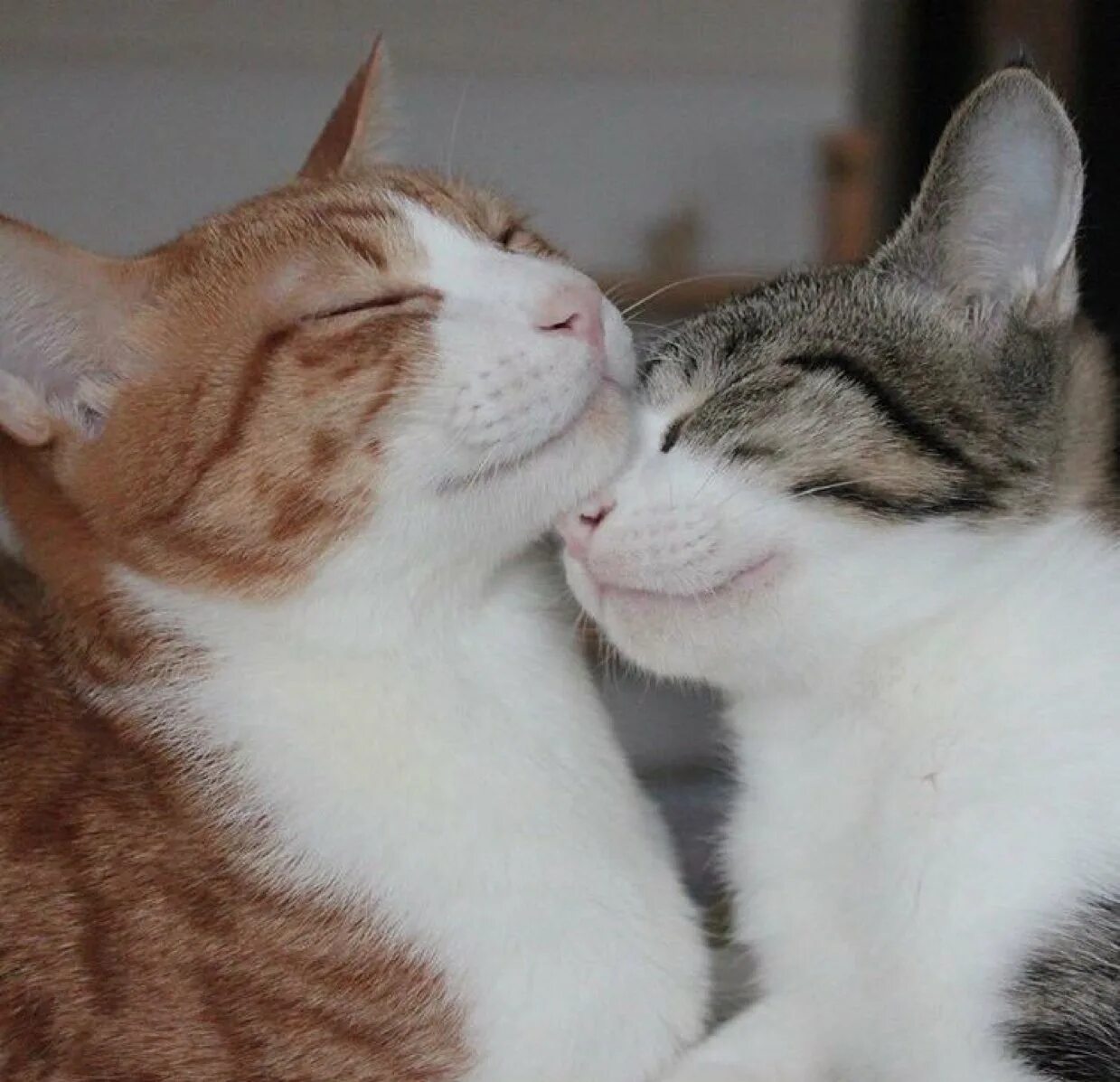 Кошечки любовь. Кошки обнимаются. Кошки обнимашки. Котики любовь. Коты целуются.