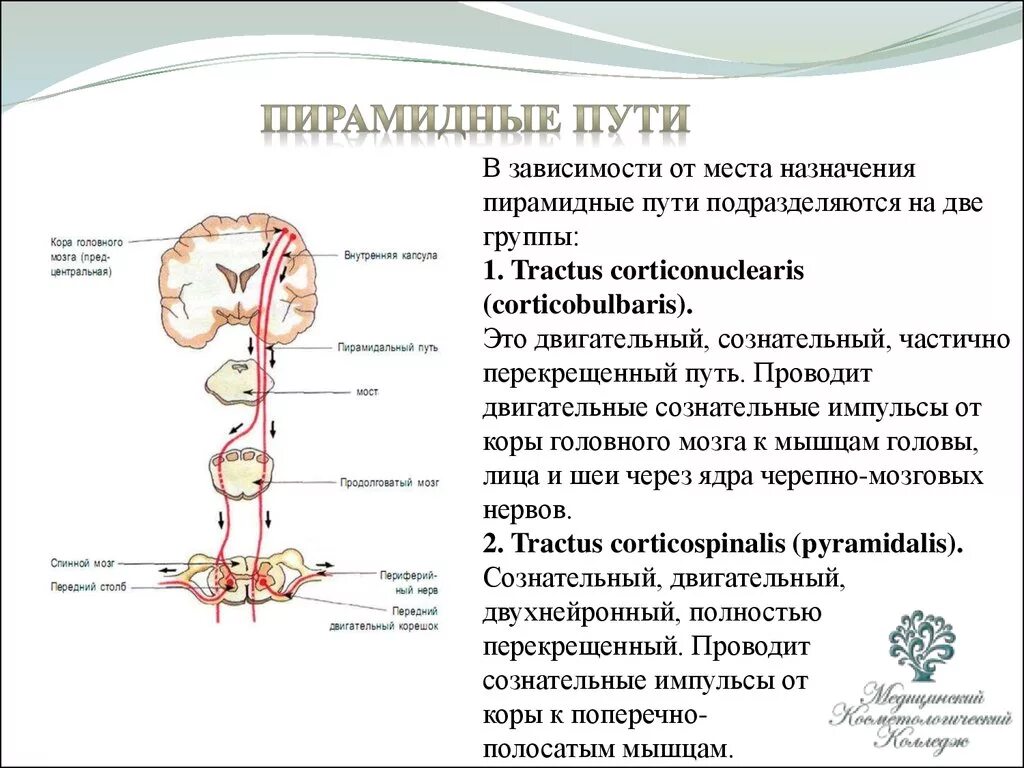 Нисходящий нервный путь. Пирамидные проводящие пути схема. Двигательный пирамидный путь схема. Кортико пирамидный путь. Пирамидная система неврология схема.