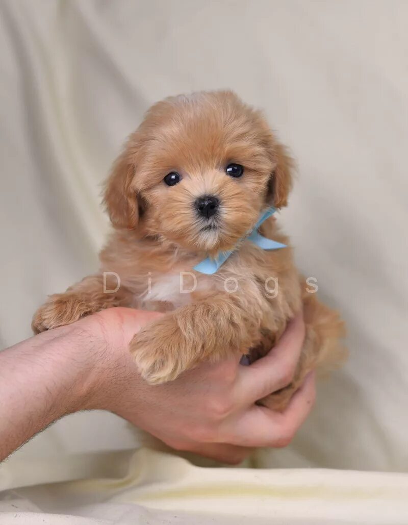 питомники мальтипу мини. мальтипу ф1 микро. питомники мальтипу мини. мальтипу. мальтийская болонка мальтипу.