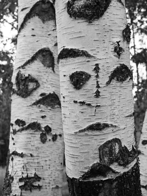 маска березка. береза лицо. мудрая береза. береза для дошкольников. береза с лицом.