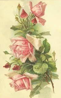 Старинные розы