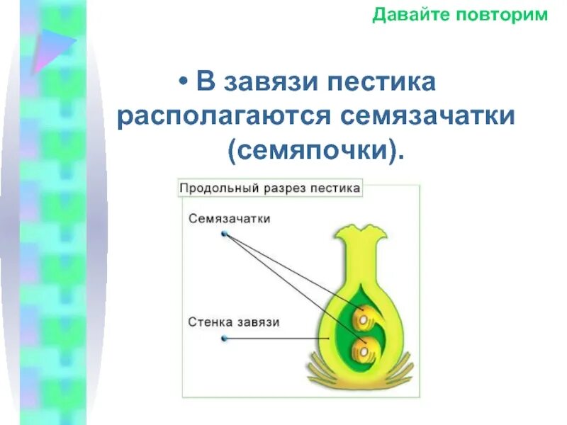 Семяпочка покрытосеменных растений. Семяпочка в завязи пестика. Оплодотворение у цветковых растений. Завязь и семязачаток. Характеристики семязачатки развиваются в завязи пестика