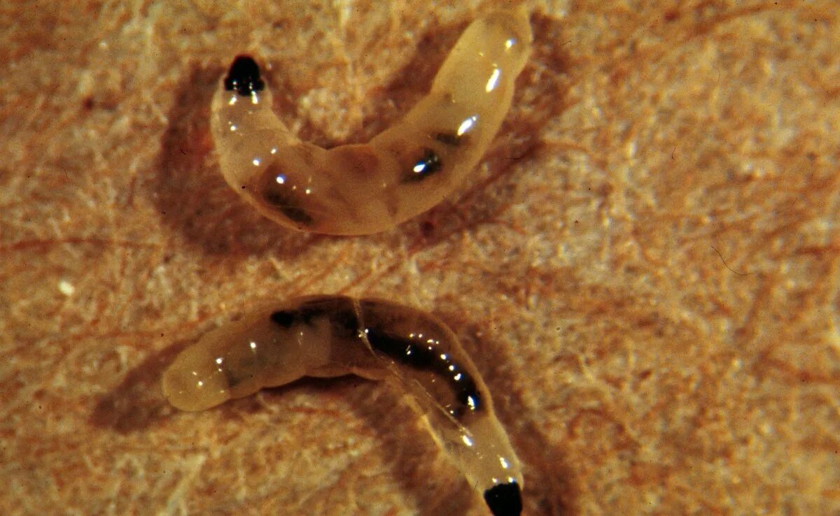 Личинка грибного комарика. Личинки грибного комарика или энхитреусы. Личинки подуры. Hydroptilidae личинки. Личинка грибного комарика.