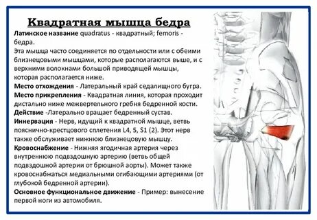 Бедренный латынь