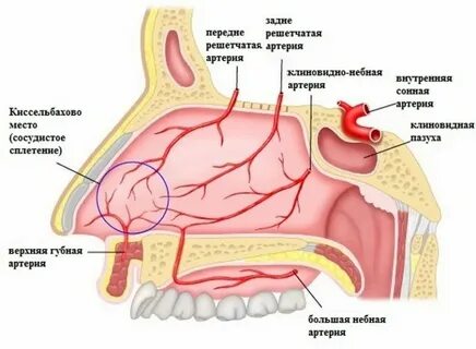 Переднее решетчатое