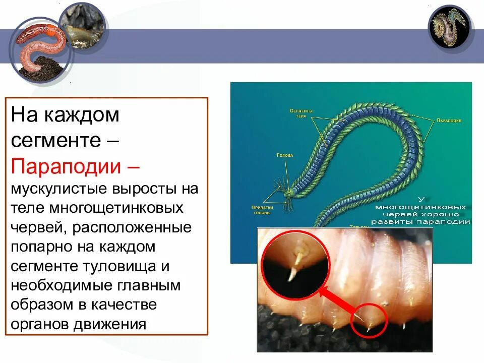 Сегментированные черви. Кольчатые черви параподии. Кольчатые черви параподии с щетинками. Малощетинковые черви параподии. Многощетинковые черви щупики.