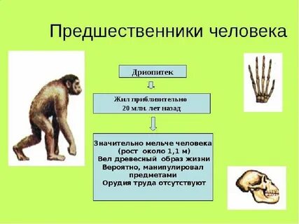 Эволюция человека таблица дриопитек