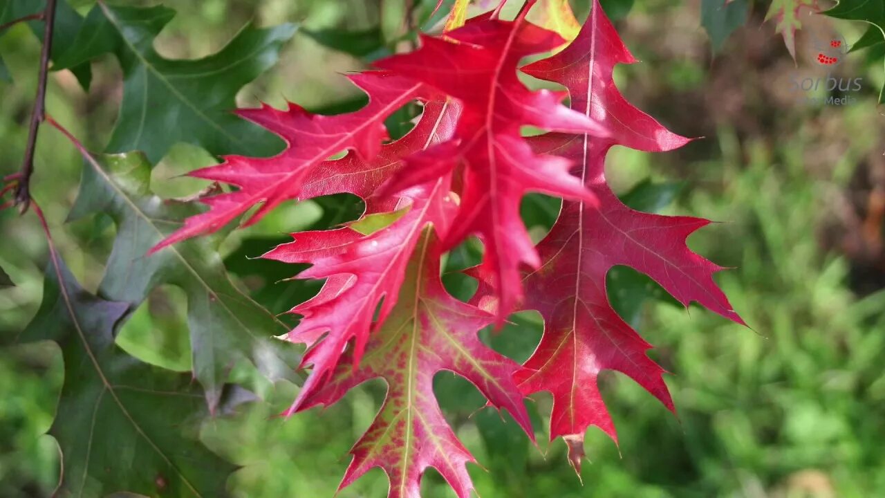 Дуб шарлаховый Quercus coccinea. Дуб красный Quercus rubra. Канадский остролистный дуб. Дуб красный (канадский, остролистный). Красно черешчатый дуб