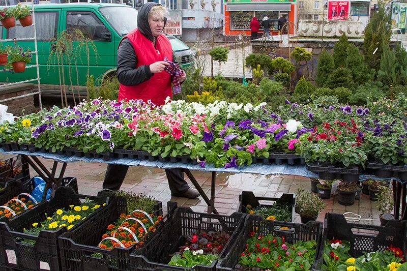 Где купить рассаду цветов в москве. Рассада цветов на рынке. Рынок цветочный рассады. Рассада для огорода рынок. Ярмарка садоводов.